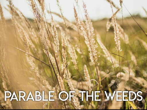 Parable of the Weeds